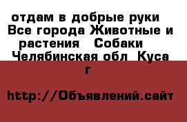 отдам в добрые руки - Все города Животные и растения » Собаки   . Челябинская обл.,Куса г.